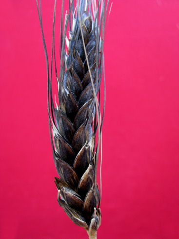 scorsonera